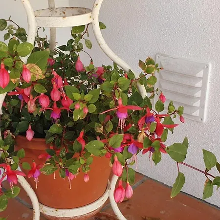 Сasa de vacaciones Casa Dos Imos Alvados