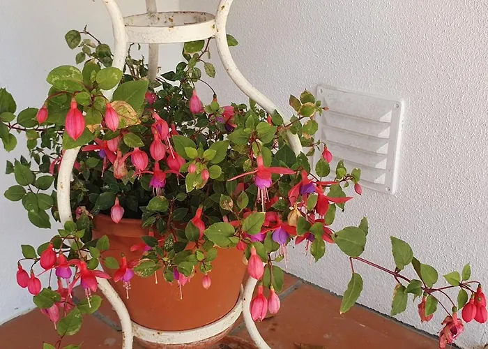 Casa de Férias Casa Dos Imos Alvados